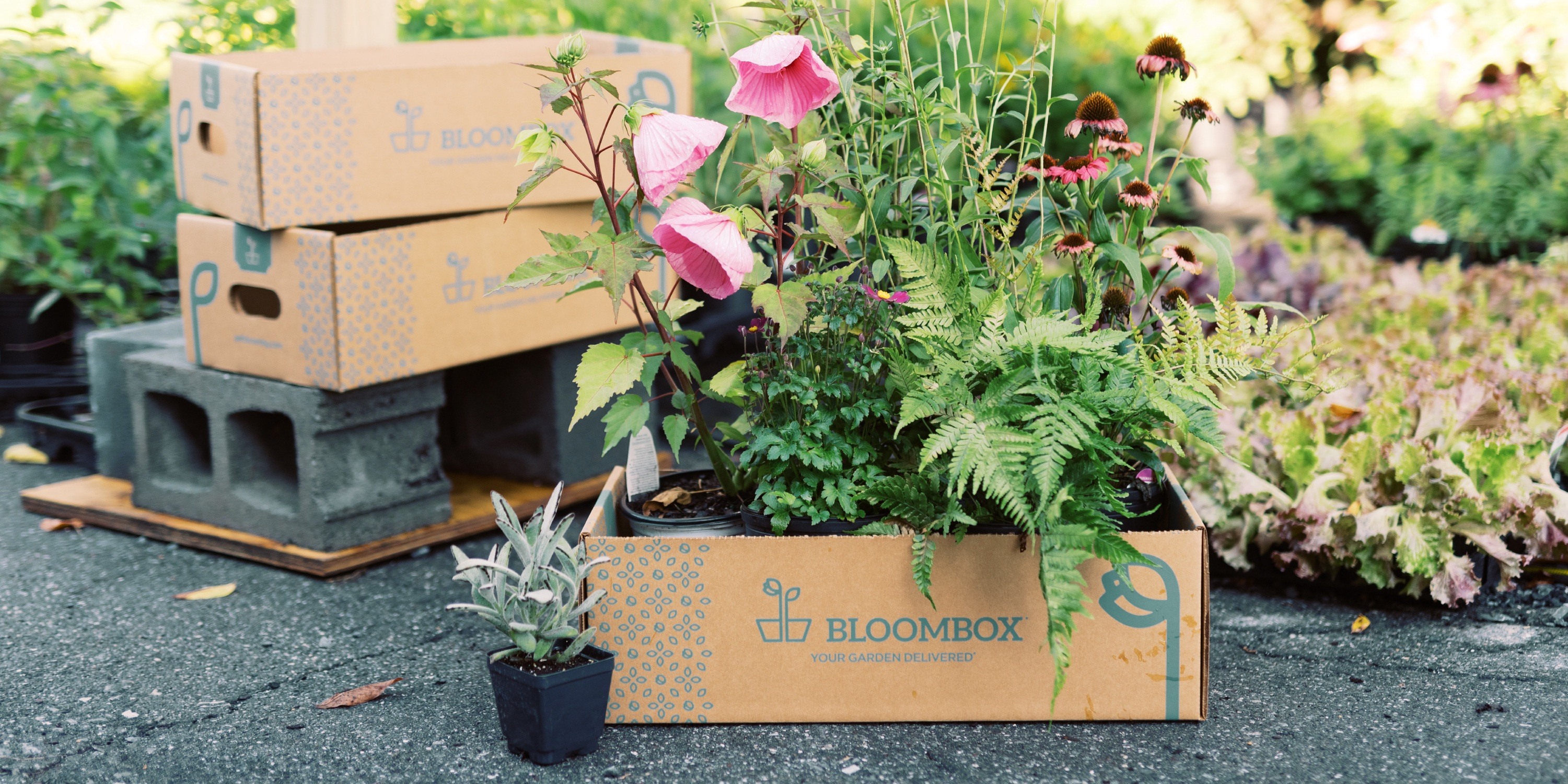 /assets/images/bloombox/g3_website_project_bloombox_deliverybox.jpg